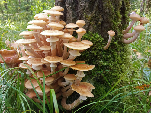 Quadro em tela A bunch of wild honey fungus (Armillaria mellea) mushrooms on a tree