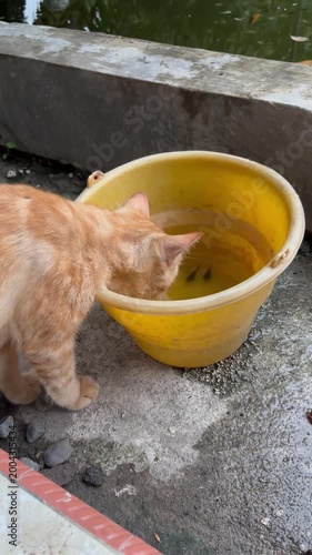Orange tabby cat drinking water from a yellow plastic bucket outdoors. Thirsty pet hydrating in the garden on a concrete floor.