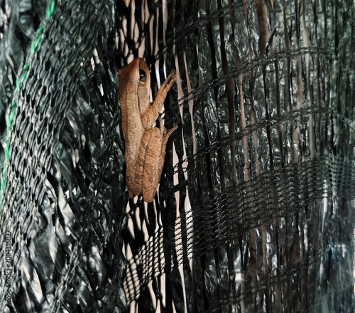 Photos Common tree frog on black shading net