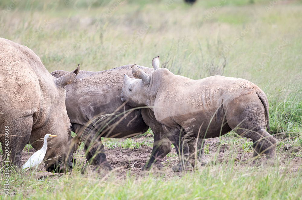 Fototapeta premium White rhinoceros mother and calf with cattle egret in grassland in Kenya.