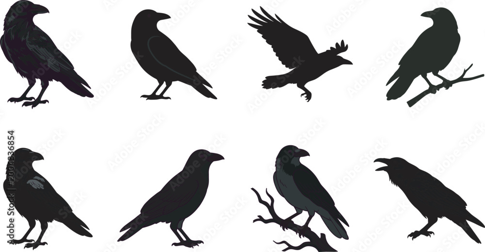 Fototapeta premium Black silhouette vector illustration of ravens and crows in diverse poses including flying, perched, standing,