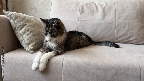 Senior tabby cat with white paws resting on a cozy sofa. The cat has a serious, wise expression and scruffy fur, typical for an elderly pet enjoying its retirement in a comfortable home environment