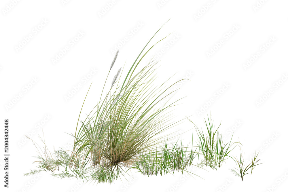 Fototapeta premium green grass isolated on white background/High-resolution isolated green grass border, sharp focus nature vegetation for architectural visualization and graphic design on white background.