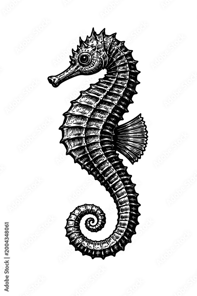 Fototapeta premium Detailed black and white illustration of a seahorse with intricate texture and pattern on its body and tail