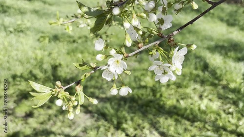 White Plum Blossoms on a Branch in Spring
