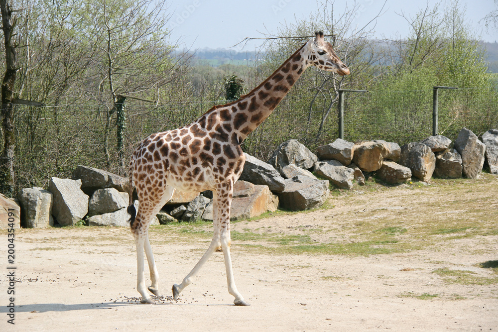 Obraz premium rothschild giraffe in a zoo in france 