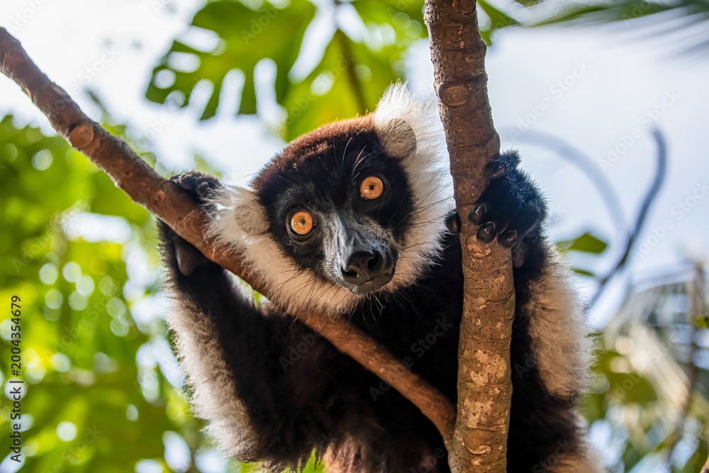 Fototapeta premium Close up of the face of a Black and White Ruffed Lemur watching intently