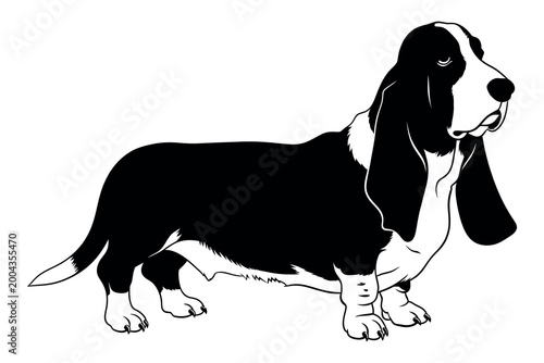 Schilderij op canvas Elegant basset hound silhouette a classic canine portrait in black and white
