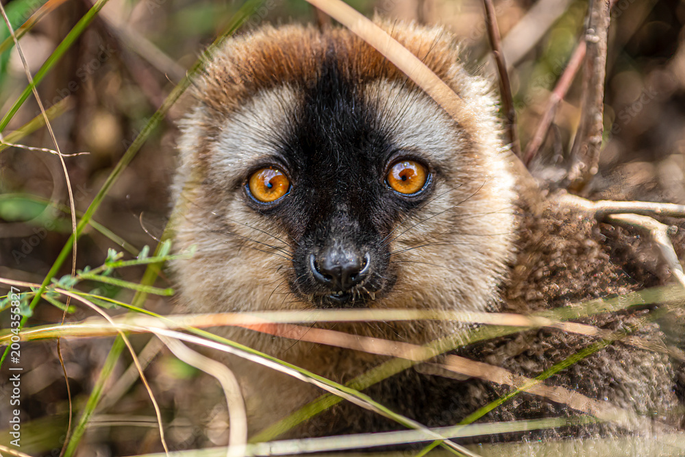 Fototapeta premium Headshot of a red fronted brown lemur