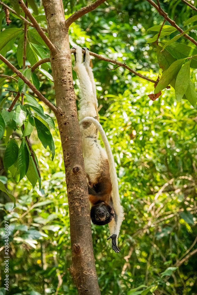 Fototapeta premium crowned sifaka hanging upside down