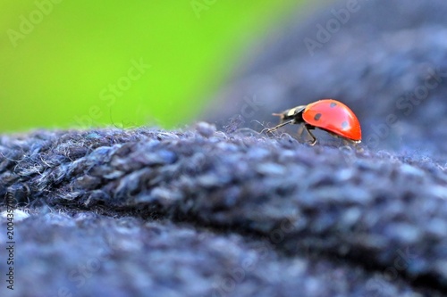 ladybug is captured in profile as it crawls across a textured, dark blue knitted fabric