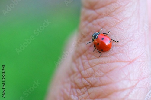vibrant red ladybug with distinct black spots is shown crawling across a human thumb.