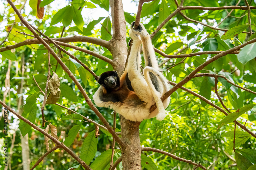 Fototapeta premium relaxed crowned lemur posing