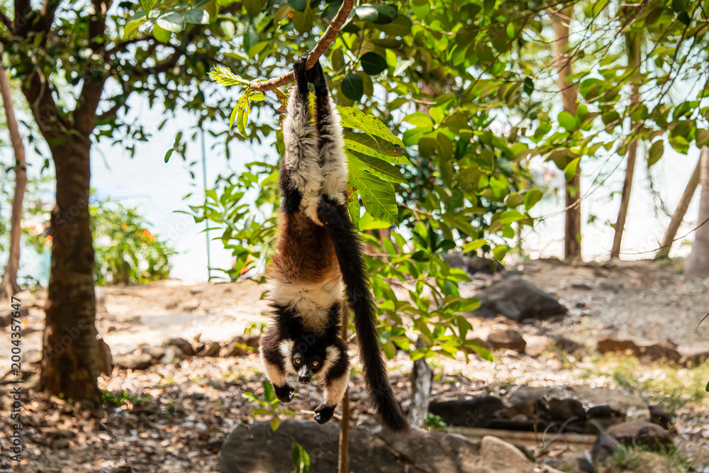 Fototapeta premium Black and white ruffed lemur posing upside down