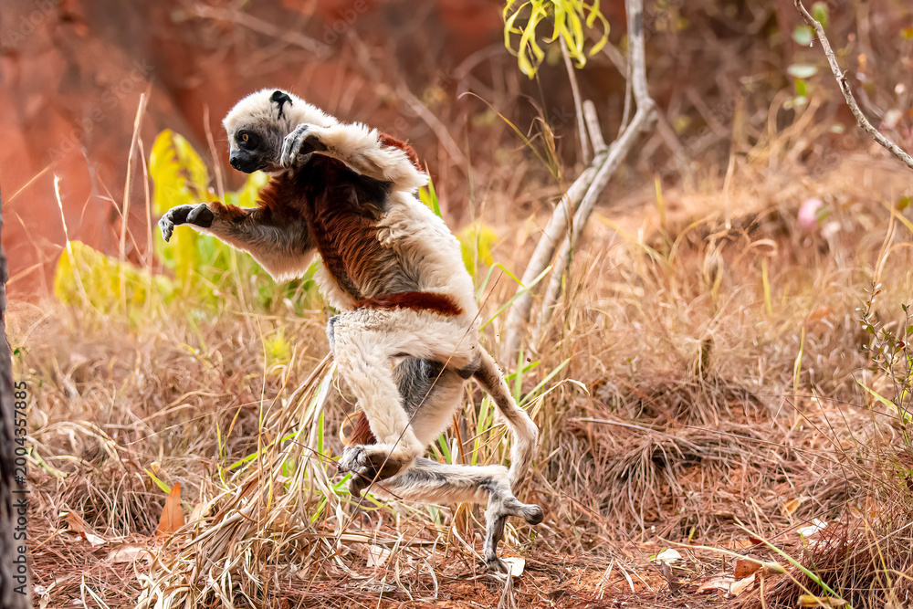 Fototapeta premium coquerel's sifaka on the move