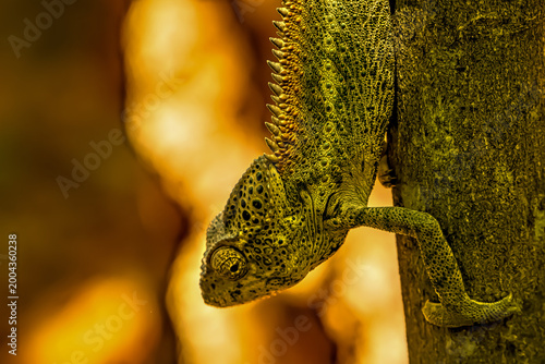 Quadro su tela Head shot of a Warty Chameleon in Berenty
