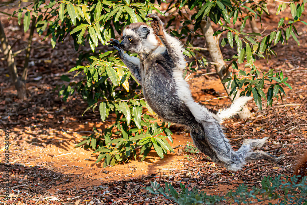 Fototapeta premium Dancing Verreaux's Sifaka in Berenty