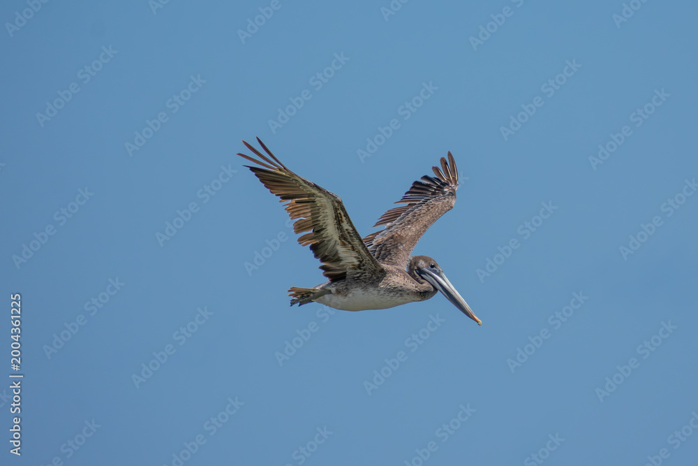 Fototapeta premium Pelicans