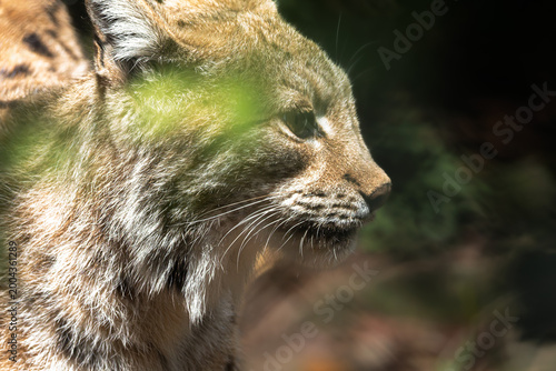 lynx at La Barben Wildlife Park