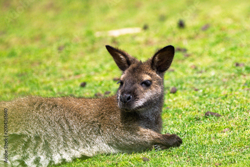 wallaby at La Barben animal park