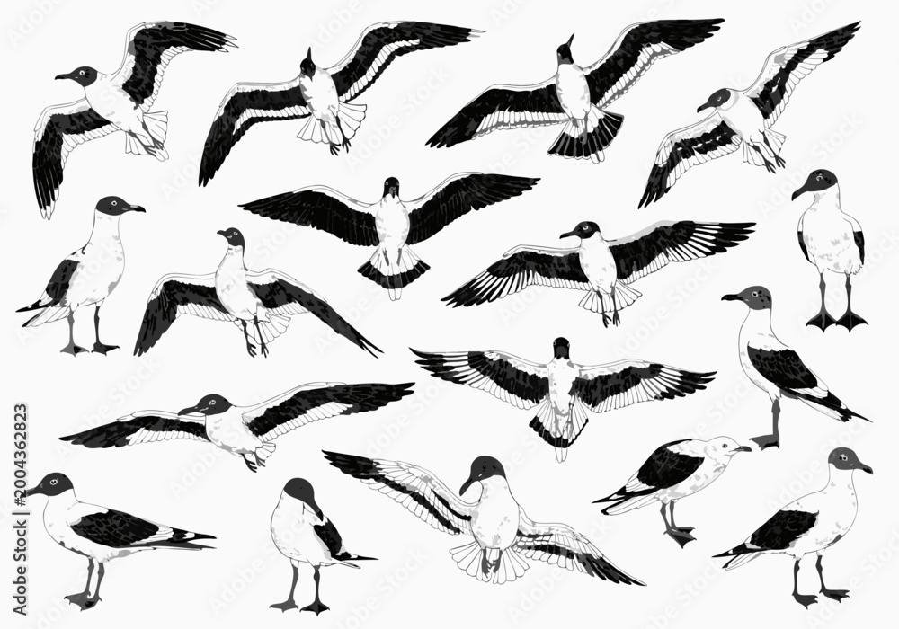 Fototapeta premium A grayscale, stylized sheet of seagulls in various poses standing, soaring, and mid‑flap highlighting wing patterns and dynamic movement.
