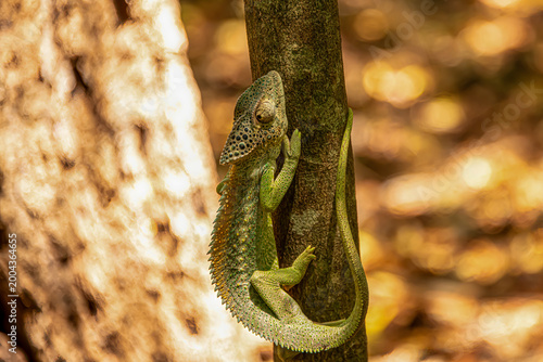 A Warty Chamaleon on a tree trunk