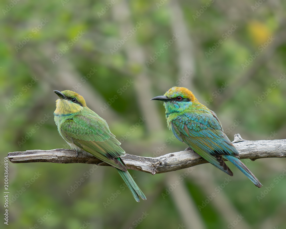 Obraz premium Pair of Green bee-eaters (Merops orientalis) perched on a branch in Sri Lanka, two colorful tropical birds in their natural habitat.