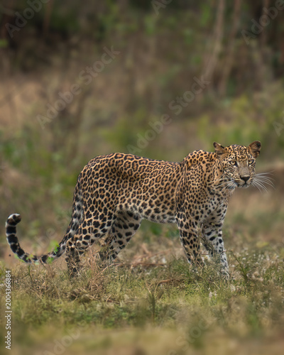 Schilderij op canvas Sri Lankan leopard (Panthera pardus kotiya) standing in the wild, majestic big c