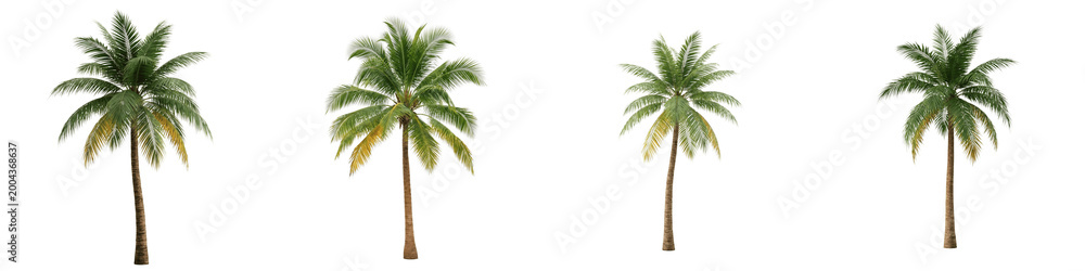 Fototapeta premium Four palm trees with green leaves isolated on transparent background