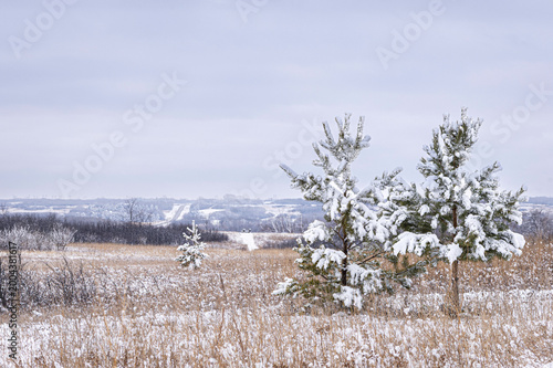 Fotografie Two sister-like pine trees in a snowy landscape on a cloudy day against a wide open Saskatchewan prairie view