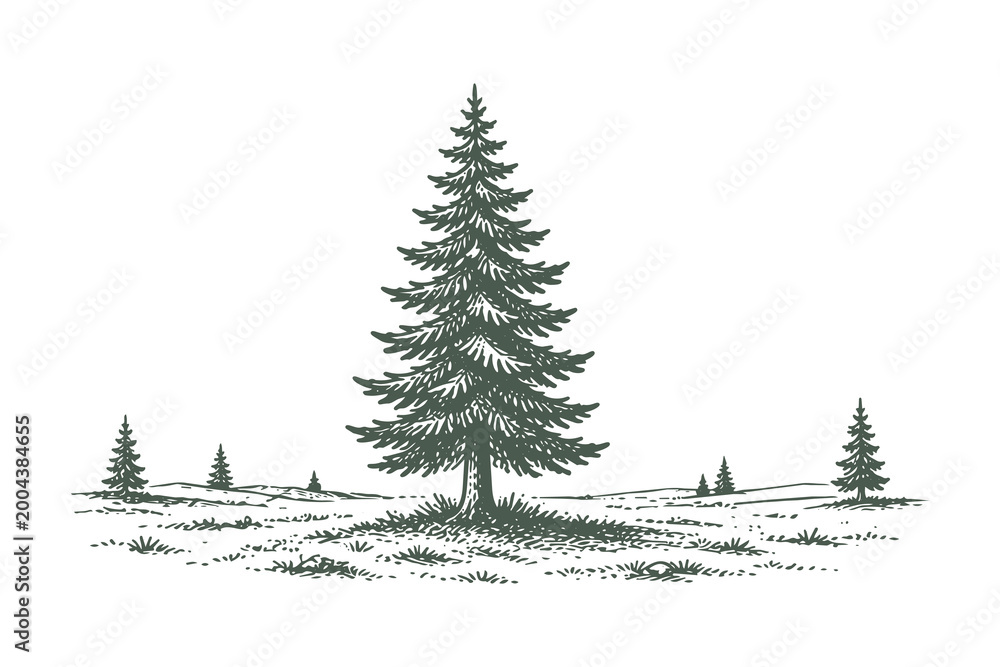 Fototapeta premium Single Symmetrical Pine Tree in Open Field, Detailed Engraving Style Vector Illustration, Minimalist Evergreen Botanical Element for Nature Branding.