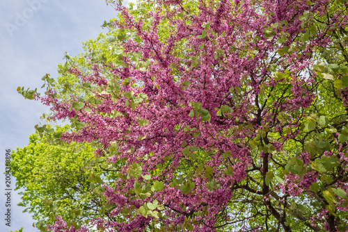 Cercis siliquastrum, European Cercis, commonly known as the Judas tree or Judas-tree. Flowering plant