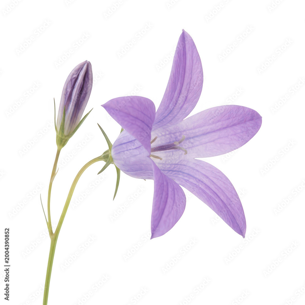 Obraz premium Single purple bellflower with bud isolated on a transparent background