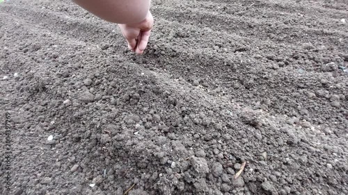 Close-up of a hand sowing small seeds into a garden furrow