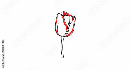 Single red and white tulip with black outlines, stark white background