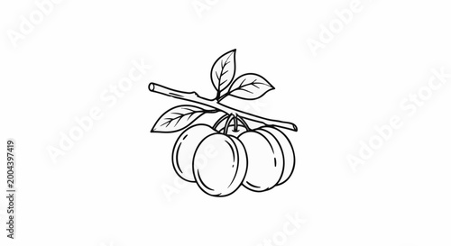 Black and white line drawing of plums on a branch with leaves