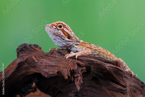 A baby bearded dragon is perched on a piece of wood with a green background