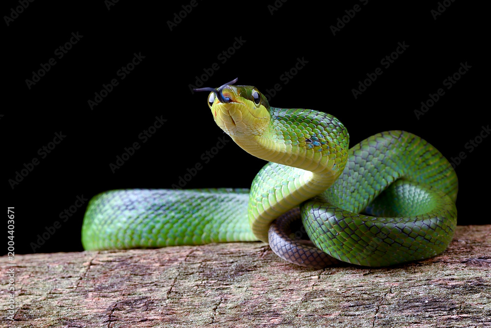 Obraz premium Red-tailed Green Rat Snake on a tree log