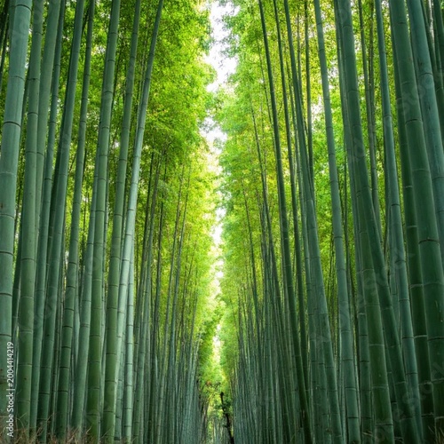 Towering green bamboo stalks creating a dense forest pathway, natural light filtering through tall plants, serene zen atmosphere and tranquil nature scenery