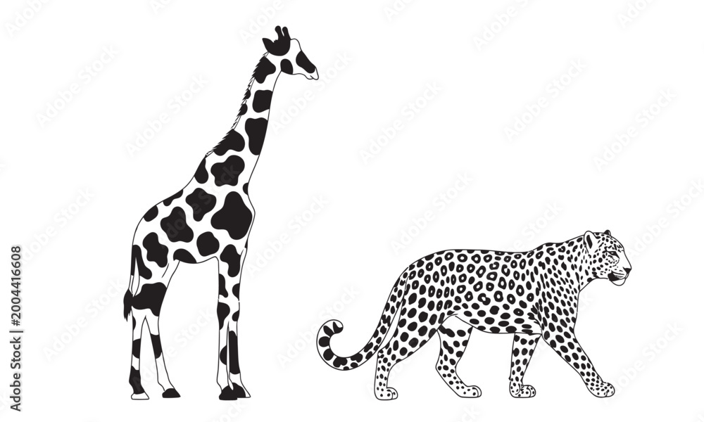 Obraz premium Black and white high-contrast illustrations of a giraffe and a leopard showing their distinct skin patterns.