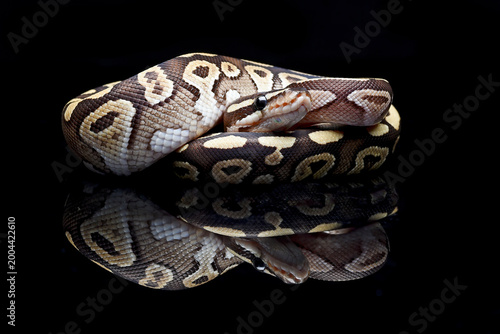 a ball python on black background
