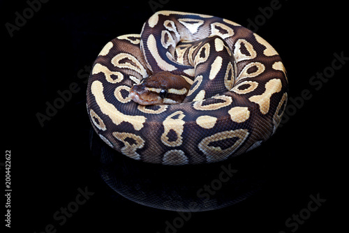 a ball python on black background