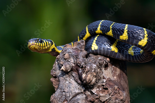 a Mangrove Snake is on a tree trunk