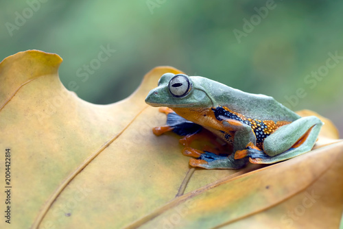 a black-webbed treefrog perched on a leaf