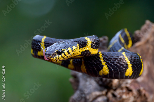 a Mangrove Snake is on a tree trunk