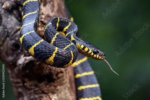 a Mangrove Snake is on a tree trunk