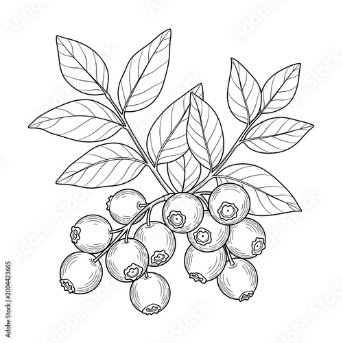 Blackberry branch with leaves drawing.