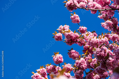Blühende Sakura Kirschblüten im Frühling
