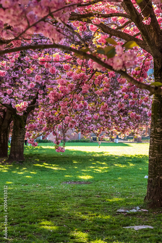 Rosa blühende Kirschblüten im Frühjahr vor dem Grassi Museum in Leipzig