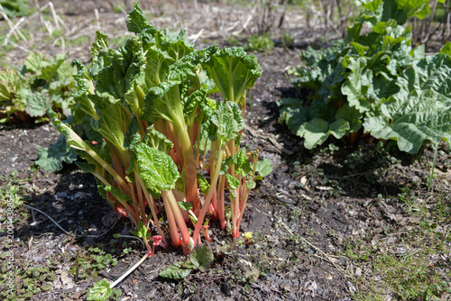 Fotografie rhubarb stalks in spring